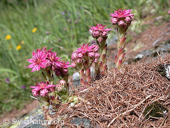 Foto: Spinnweb-Hauswurz 
Lat.: Sempervivum arachnoideum
Familie: Crassulaceae (Dickblattgewächse)