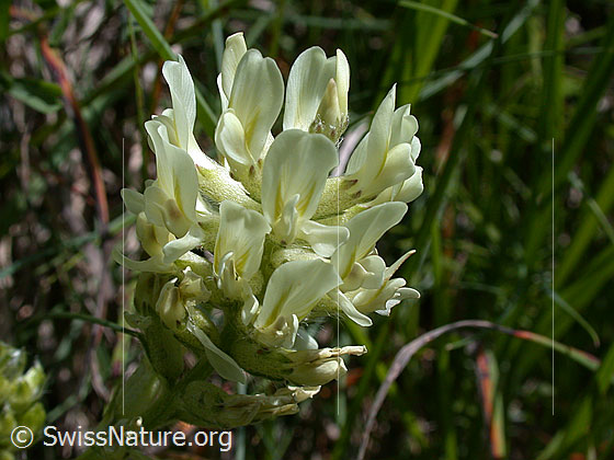 Foto: Alpen-Spitzkiel, Blüte 
Lat.: Oxytropis campestris 
Familie: Schmetterlingsblütler