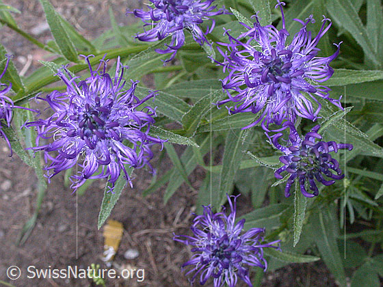 Photo: Probably Phyteuma orbiculare. Blossoms and leaves.