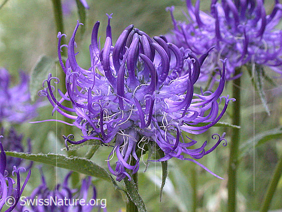 Photo: Probably Phyteuma orbiculare. Blossom.