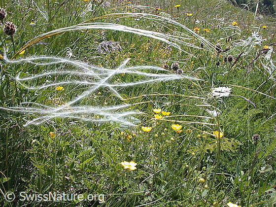 Foto: Zierliches Federgras 
Lat.: Stipa pennata eriocaulis