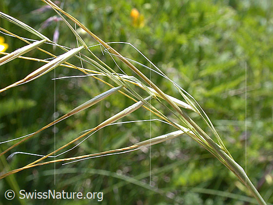 Foto: Zierliches Federgras 
Lat.: Stipa pennata eriocaulis