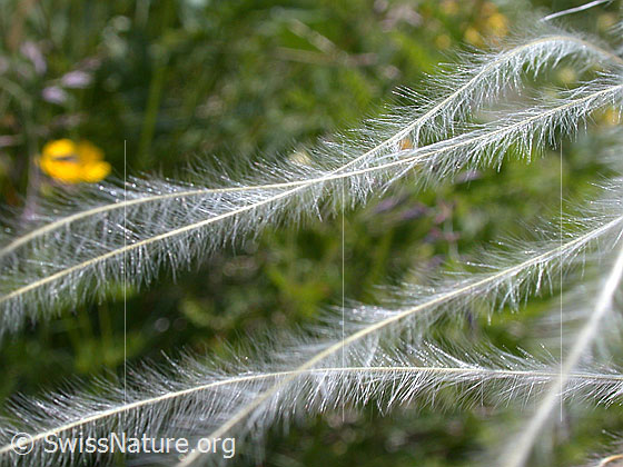 Foto: Zierliches Federgras 
Lat.: Stipa pennata eriocaulis