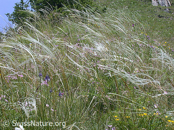 Foto: Zierliches Federgras 
Lat.: Stipa pennata eriocaulis