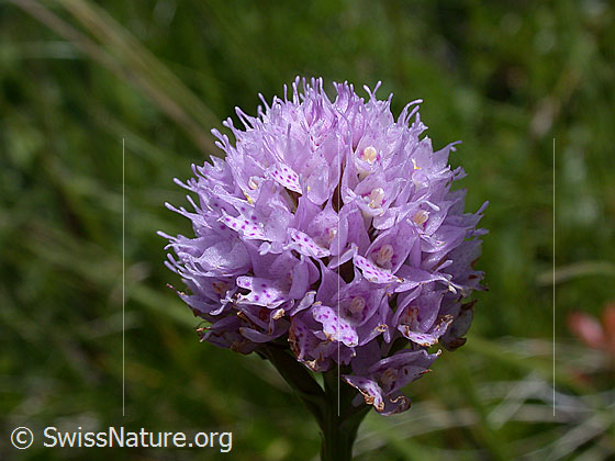 Foto: Kugelorchis (Traunsteinera globosa). Blütenstand.