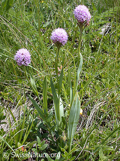 Foto: Kugelorchis (Traunsteinera globosa). Ganze Pflanze (Habitus).