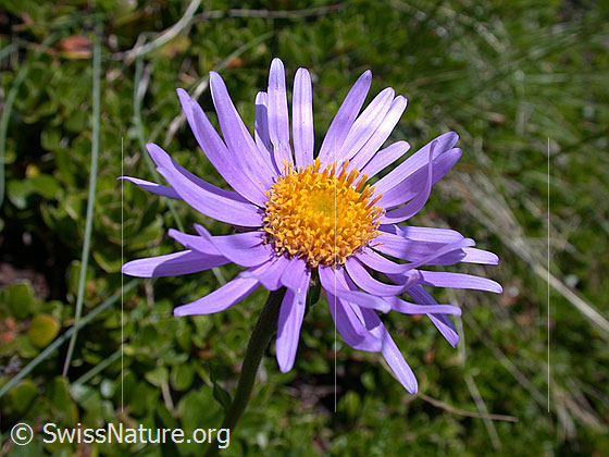 Foto: Alpen-Aster, Blüte 
Lat.: Aster alpinus
Familie: Asteraceae