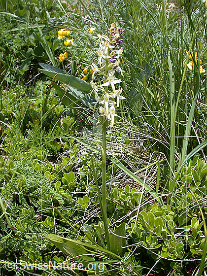Photo: Platanthera bifolia. Whole plant (habiti).
Lat.: Platanthera bifolia
Family: Orchidaceae
Subfamily: Orchidoideae
Genus: Platanthera