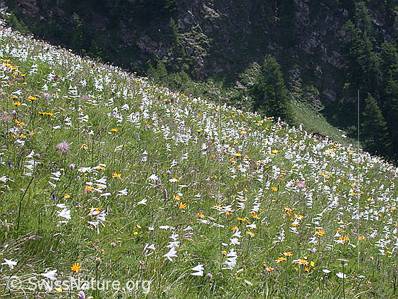Foto: Bergwiese mit unzähligen weissen Trichterlilien 
Lat.: Paradisea liliastrum