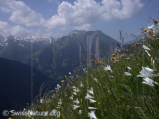 Foto: Bergwiese mit weissen Trichterlilien und Federgras.