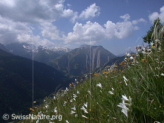 Foto: Bergwiese mit weissen Trichterlilien und Federgras.