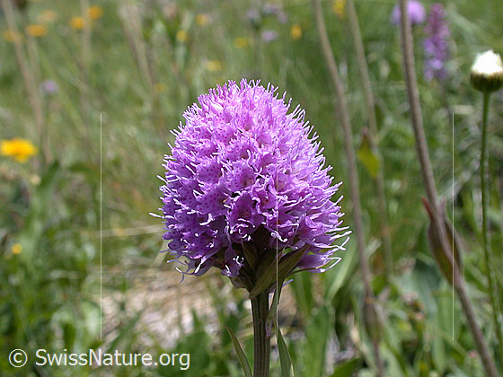Foto: Kugelorchis (Traunsteinera globosa). Blütenstand.