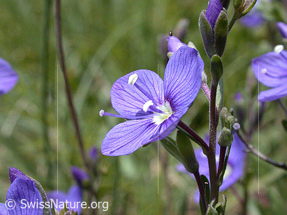Foto: Felsen-Ehrenpreis, Blüte 
Lat.: Veronica fruticans
Familie: Plantaginaceae (Wegerichgewächse)