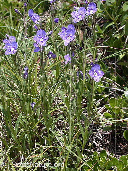 Foto: Felsen-Ehrenpreis 
Lat.: Veronica fruticans
Familie: Plantaginaceae (Wegerichgewächse)