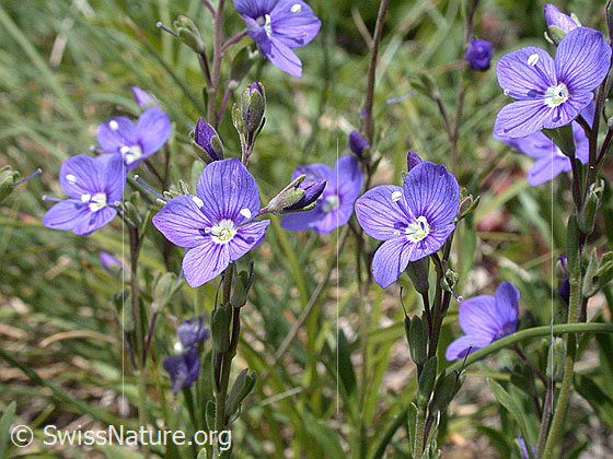 Foto: Felsen-Ehrenpreis 
Lat.: Veronica fruticans
Familie: Plantaginaceae (Wegerichgewächse)
