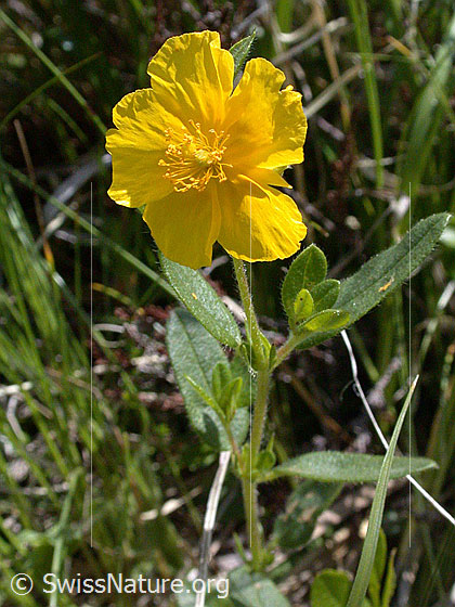 Foto: Grossblütiges Sonnenröschen 
Lat.: Helianthemum nummularium ssp. grandiflorum