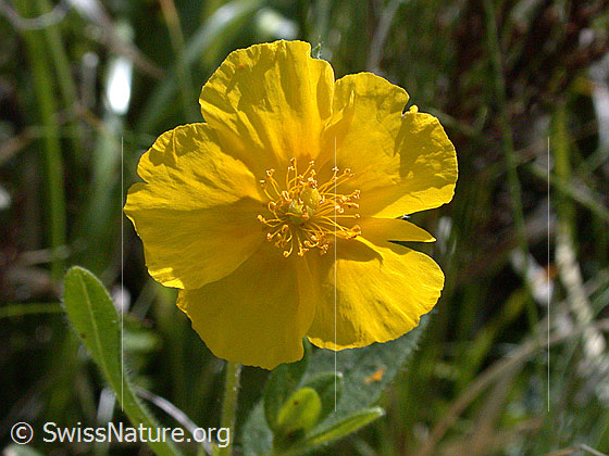 Foto: Grossblütiges Sonnenröschen, Blüte 
Lat.: Helianthemum nummularium ssp. grandiflorum