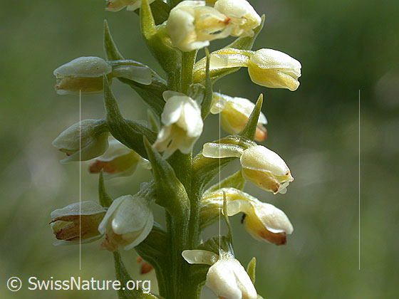 Foto: Weisszunge, Blüten 
Lat.: Pseudorchis albida