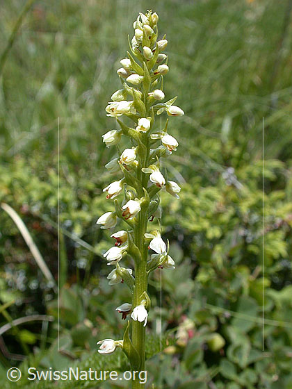 Foto: Weisszunge, Blütenstand 
Lat.: Pseudorchis albida