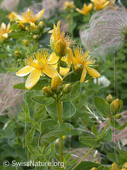 Foto: Geflecktes Johanniskraut
Lat.: Hypericum maculatum
Familie: Hypericaceae (Johanniskrautgewächse)
