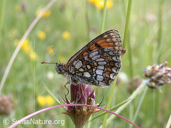 Foto: Wachtelweizen-Scheckenfalter, auf Pflanze sitzend, Flügel geschlossen.
Lat.: Melitaea athalia