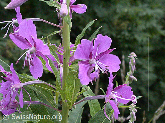 Epilobium angustifolium
