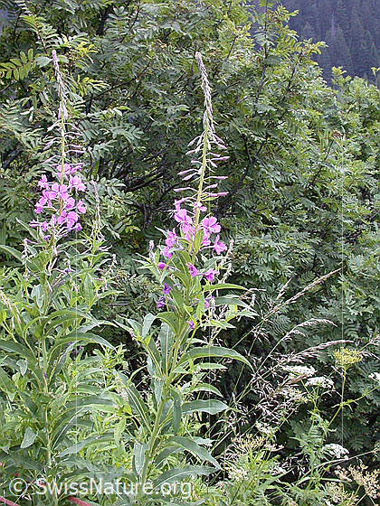 Photo: Epilobium angustifolium. Whole plant.
Lat.: Epilobium angustifolium
Family: Onagraceae
Genus: Epilobium