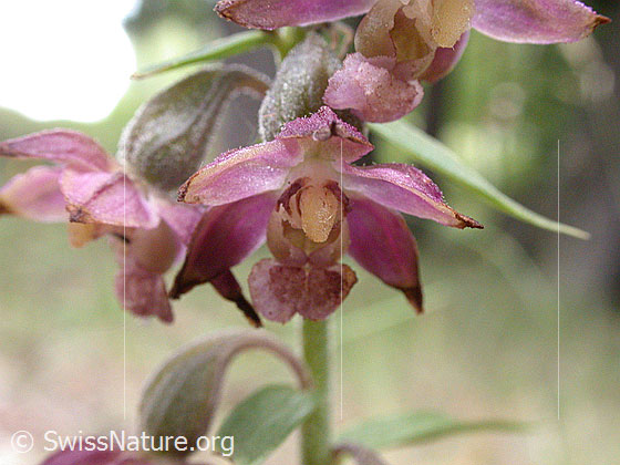 Foto: Braunrote Sumpfwurz, Blüte von vorne 
Lat.: Epipactis atrorubens