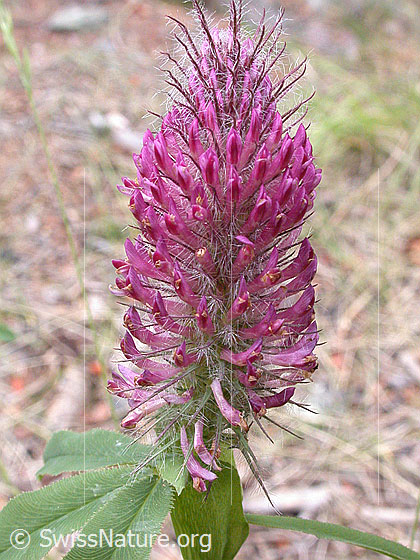 Purpur-Klee (Trifolium rubens)