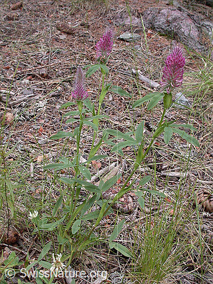 Photo: Trifolium rubens. Whole plant (habiti)