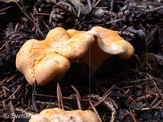 Foto: Echter Pfifferling, Eierschwamm Lat.: Cantharellus cibarius