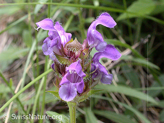 Photo: Probably Prunella grandiflora. Inflorescence.