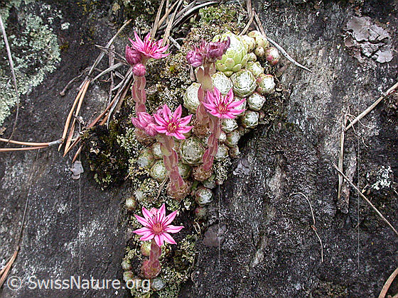 Foto: Spinnweb-Hauswurz 
Lat.: Sempervivum arachnoideum
Familie: Crassulaceae (Dickblattgewächse)