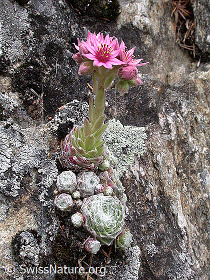 Foto: Spinnweb-Hauswurz im Fels.
Lat.: Sempervivum arachnoideum
Familie: Crassulaceae (Dickblattgewächse)