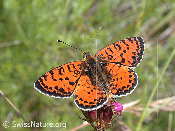 Foto: Roter Scheckenfalter (Melitaea didyma) auf Gewöhnliche Kartäuser-Nelke (Dianthus carthusianorum).