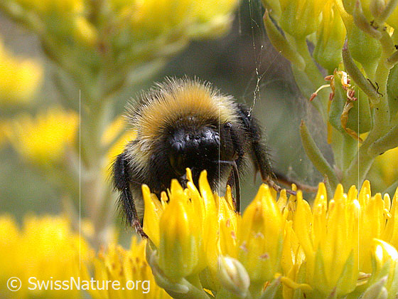 Foto: Wahrscheinlich Hellgelbe Erdhummel (Bombus lucorum) auf Felsen-Mauerpfeffer. Ansicht von vorne.

Hellgelbe Erdhummel
Lat.: Bombus lucorum
Familie: Apidae (Echte Bienen)
Unterfamilie: Apinae
Gattung: Bombus (Hummeln)

Felsen-Mauerpfeffer
Lat.: Sedum rupestre
Familie: Crassulaceae (Dickblattgewächse)
Gattung: Sedum (Mauerpfeffer)