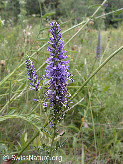 Foto: Ähriger Ehrenpreis (Veronica spicata). Blütenstand. Wird auch Ähriger Blauweiderich genannt.
Lat.: Veronica spicata, Pseudolysimachion spicatum
Familie: Plantaginaceae (Wegerichgewächse)
Gattung: Veronica (Ehrenpreis)