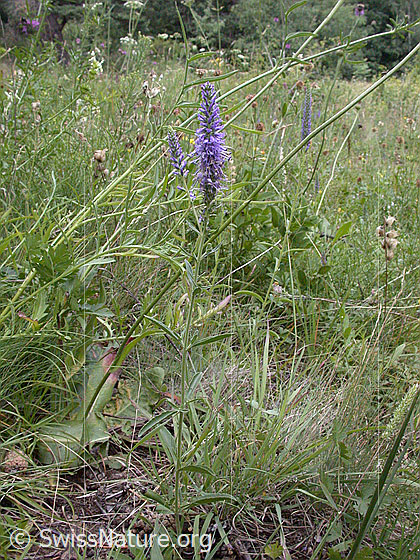 Foto: Ähriger Ehrenpreis (Veronica spicata). Ganze Pflanze (Habitus)
Lat.: Veronica spicata
Familie: Plantaginaceae (Wegerichgewächse)
Gattung: Veronica (Ehrenpreis)