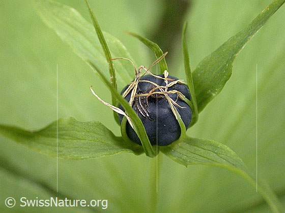 Photo: Paris quadrifolia. Fruit.
Lat.: Paris quadrifolia
Family: Melanthiaceae
Genus: Paris