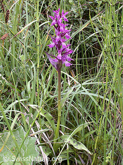 Foto: Breitblättiges Knabenkraut, ganze Pflanze 
Lat.: Dactylorhiza majalis