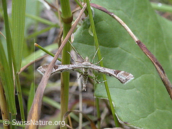 Photo: Probabbly Platyptilia farfarellus in Ruhestellung. View from above.
Lat.: Platyptilia farfarellus
Family: Pterophoridae
Genus: Platyptilia
