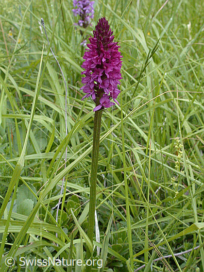 Foto: Rotes Männertreu, ganze Pflanze 
Lat.: Nigritella rubra
