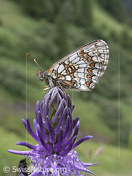 Photo: Melitaea athalia on Phyteuma betonicifolium. Wings closed 
