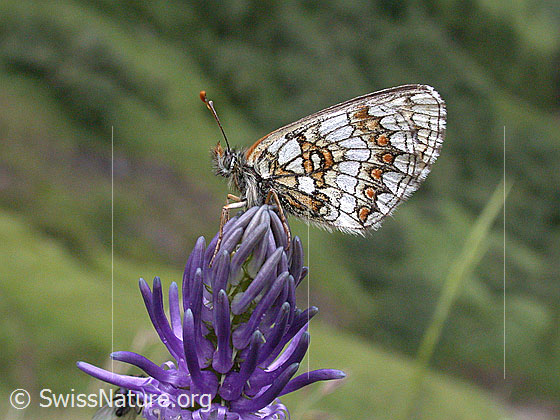 Photo: Wachtelweizen-Scheckenfalter auf Betonienblättriger Rapunzel. Wings closed. View from the side.