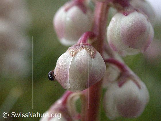 Foto: Kleines Wintergrün, Blüten 
lat.: Pyrola minor 
Familie: Wintergrüngewächse