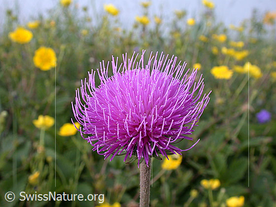 Foto: Bergdistel, geöffnete Blüte 
Lat.: Carduus defloratus 
Familie: Korbblütler