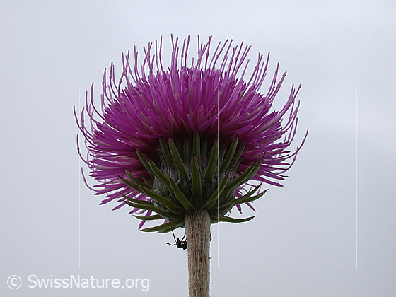 Foto: Bergdistel, geöffnete Blüte 
Lat.: Carduus defloratus 
Familie: Korbblütler