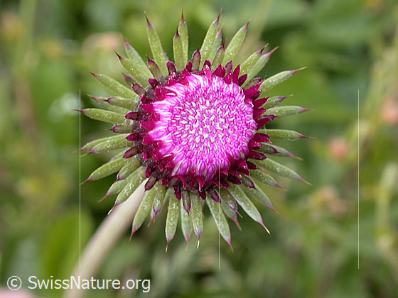 Foto: Bergdistel, halb geöffnete Blüte 
Lat.: Carduus defloratus 
Familie: Korbblütler