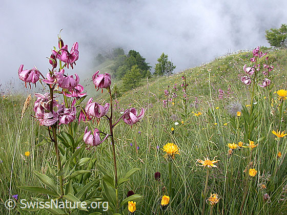 Foto: Bergwiese mit Türkenbund, Männertreu, etc.