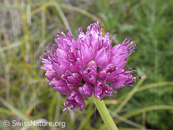 Foto: Berg-Lauch, Blüte 
Lat.: Allium lusitanicum 
Familie: Liliengewächse